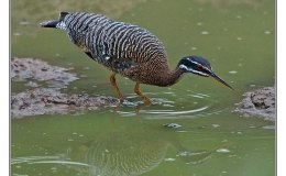 Ian’s Bird of the Moment –&nbsp;Sunbittern