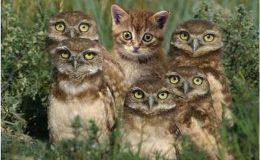 Tickle Me Tuesday – Owls With A&nbsp;Message