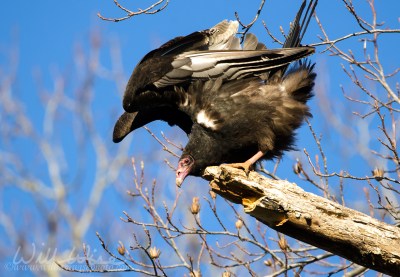 Turkey Vulture; Clarke County, Georgia by William Wise
