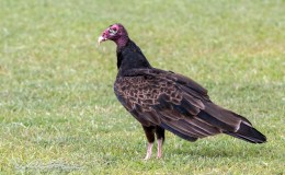 Two Suppers – By William&nbsp;Wise