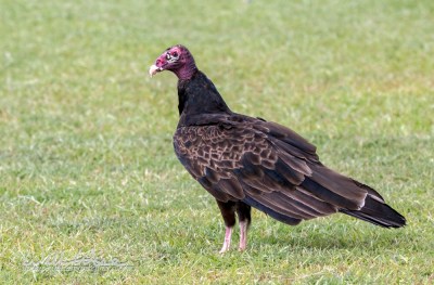 Turkey Vulture; Walton County, Georgia by William Wise