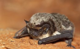 Birds of the Bible – Deuteronomy 14:16-18 IV&nbsp;(WYC)