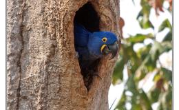 Ian’s Bird of the Moment – Hyacinth&nbsp;Macaw
