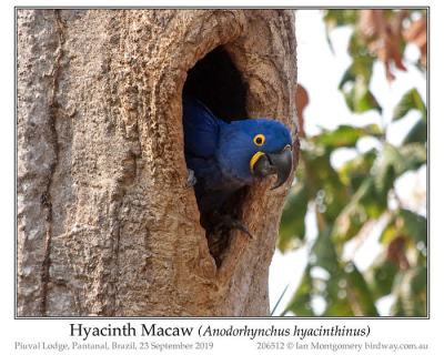 Hyacinth Macaw (Anodorhynchus hyacinthinus) ©Ian Montgomery