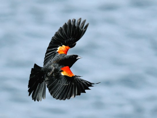 Redwinged-Blackbird.TrekNature