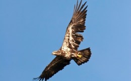 Woodstock’s Migration Fear