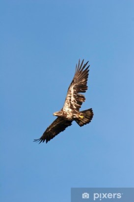 Wild Immature Bald Eagle in Flight