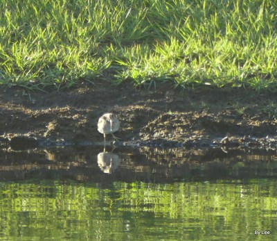 American Woodcock through door 12-3-19 by Lee 2