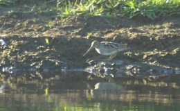 Tickle Me Tuesday – Bouncy&nbsp;Woodcock