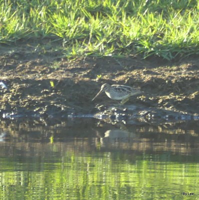 American Woodcock through door 12-3-19 by Lee 3