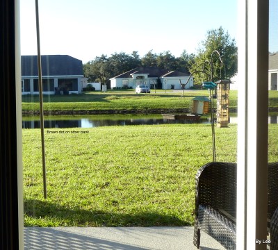 American Woodcock through door 12-3-19 by Lee