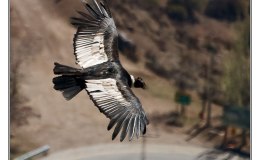 Ian’s Bird of the Moment – Andean&nbsp;Condor