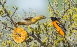 Birds Are Wonderful:  A, B, and C&nbsp;!
