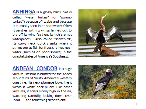BAW-Anhinga-AndeanCondor