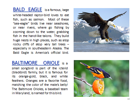 BAW-BaldEagle-BaltimoreOriole