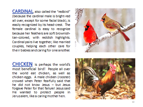 BAW-Cardinal-Chicken