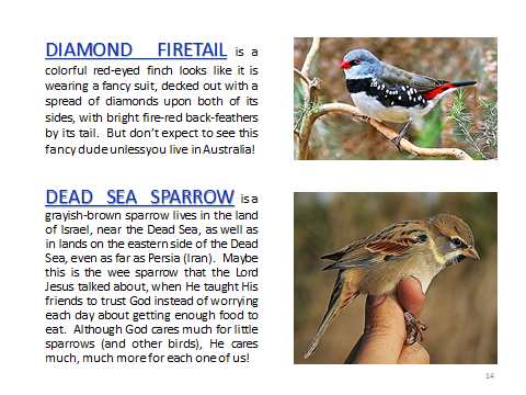 BAW-DiamondFiretail-DeadSeaSparrow