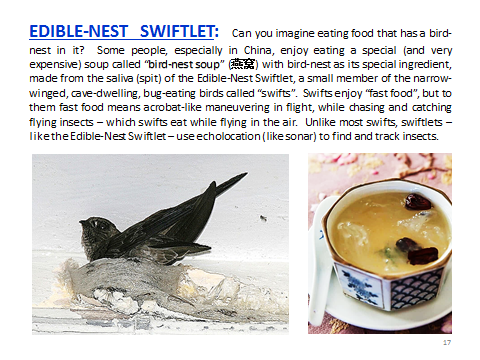 BAW-EdibleNestSwiftlet