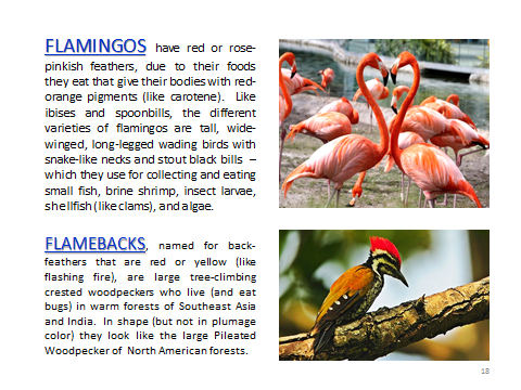 BAW-Flamingo-Flameback