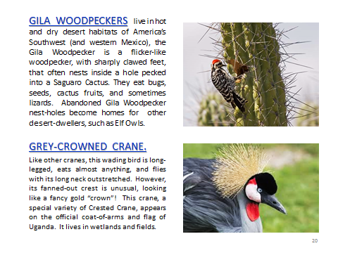 BAW-GilaWoodpecker-Grey-CrownedCrane