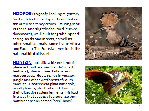 BAW-Hoopoe-Hoatzin