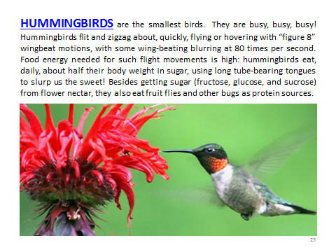 BAW-Hummingbirds