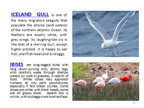 BAW-IcelandGull-Ibis