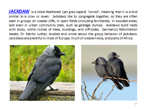 BAW-Jackdaw