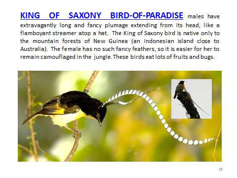 BAW-King-o-Saxony-Bird-o-Paradise