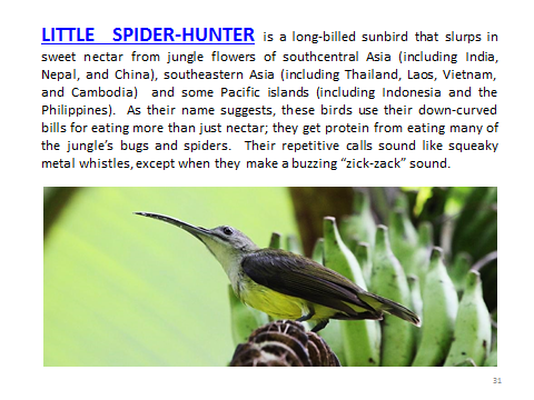 BAW-LittleSpiderHunter