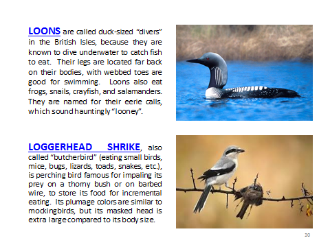 BAW-Loons-LoggerheadShrike