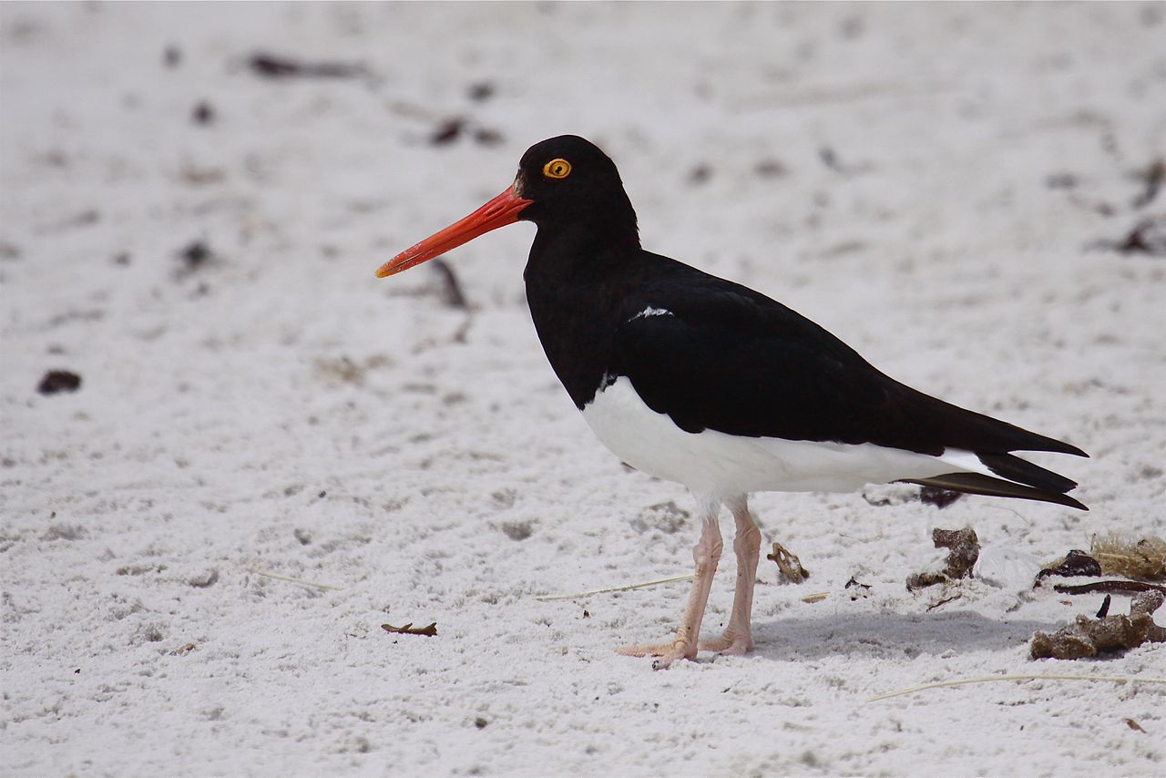 BAW-MagellanicOystercatcher-white-sand