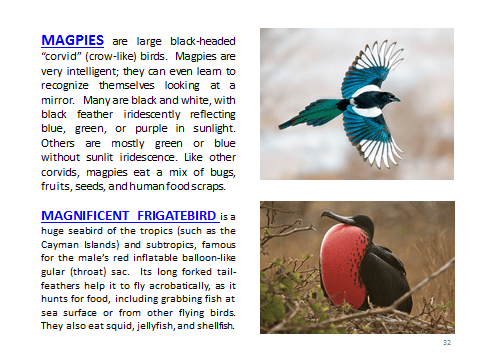 BAW-Magpie-MagnificentFrigatebird