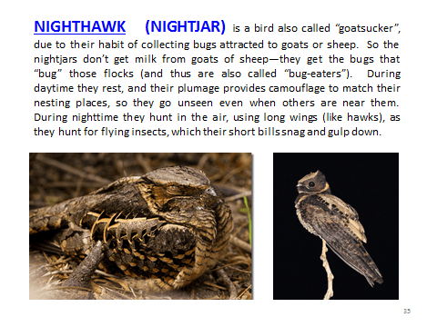 BAW-Nighthawk