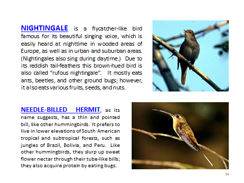 BAW-Nightingale-NeedlebilledHermit