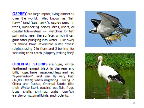 BAW-Osprey-OrientalStork