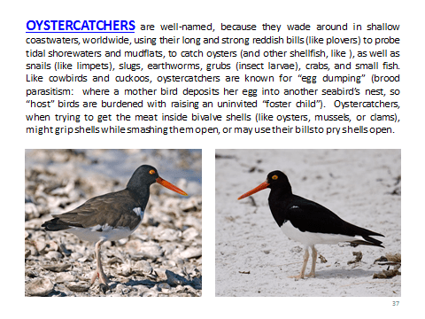 BAW-Oystercatcher