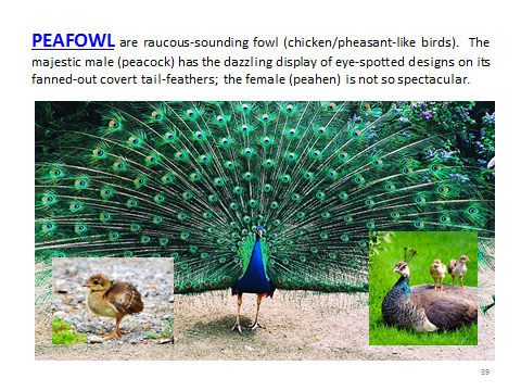 BAW-Peafowl