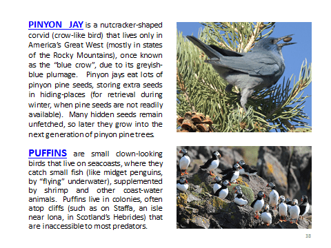 BAW-PinyonJay-Puffins