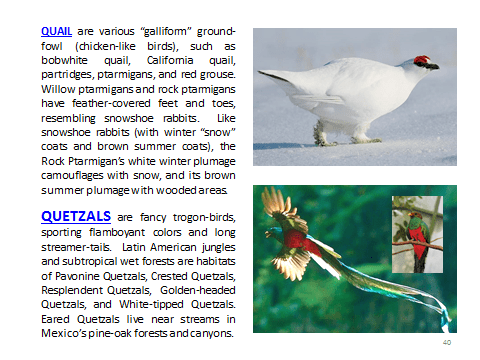 BAW-Quail-Quetzal
