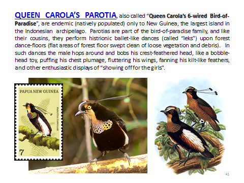 BAW-QueenCarolasParotia