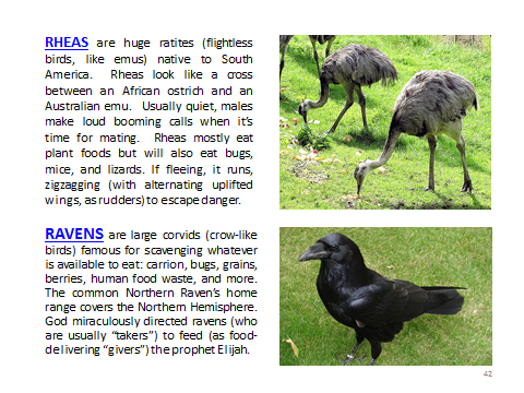BAW-Rhea-Raven