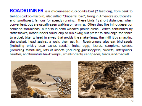 BAW-Roadrunner