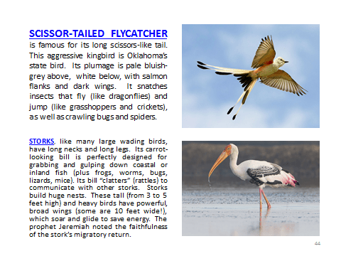 BAW-Scissortail-Stork