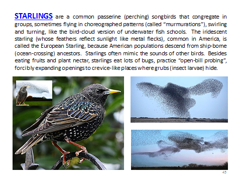 BAW-Starling