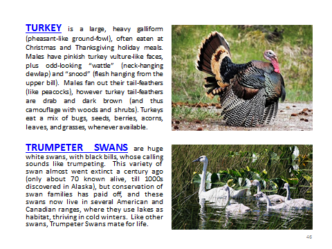 BAW-Turkey-TrumpeterSwan