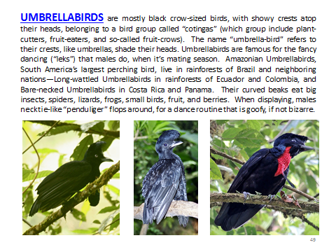 BAW-Umbrellabird