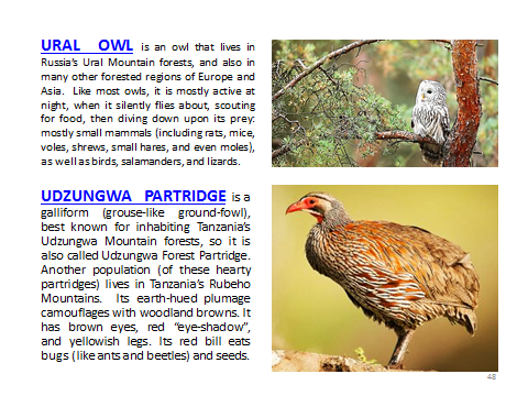 BAW-UralOwl-UdzungwaPartridge