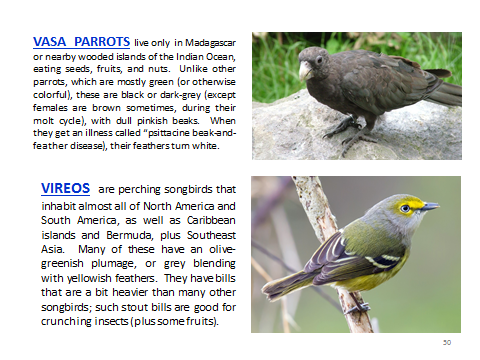 BAW-VasaParrot-Vireo