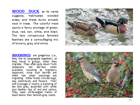 BAW-WoodDuck-Waxwings